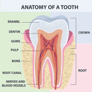 Anatomy of Tooth